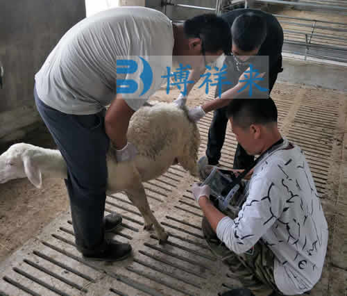 羊用B超机检测图片