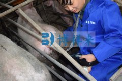 猪用B超机检测猪背膘厚度的方法