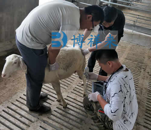 便携式羊用B超仪检测育成羊的方法