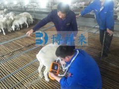 便携式羊用B超仪直肠检测母羊妊娠的方法