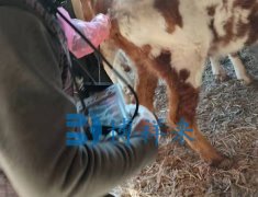 牛用B超检测母牛产后期子宫与卵巢的恢