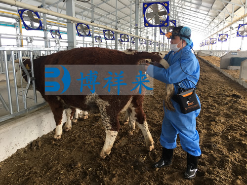 进口牛用B超检测母牛助产方法