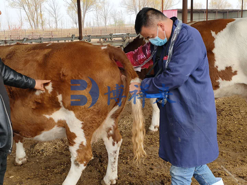 内蒙兽医使用牛用B超机测孕