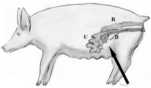 猪用B超机检测位置图