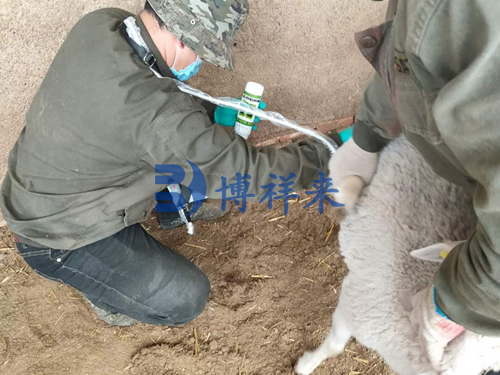 羊用B超机检测母羊妊娠