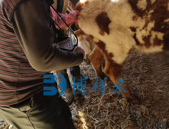 兽用B超机对母牛的超声检测