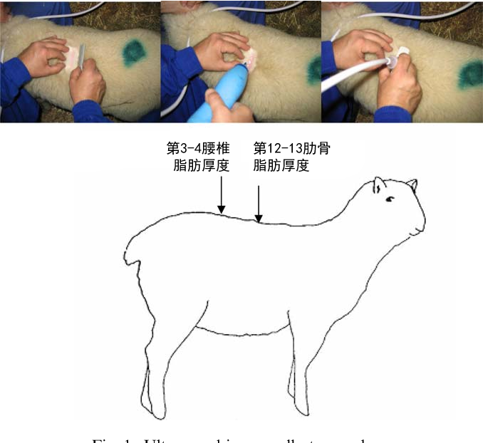 羊背膘厚度的B超检测方法
