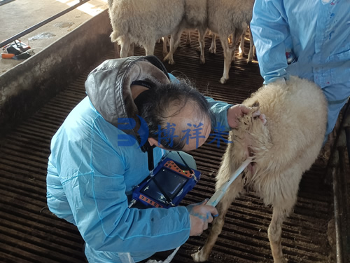 B超机腹部检测与直肠检测猪羊妊娠方法