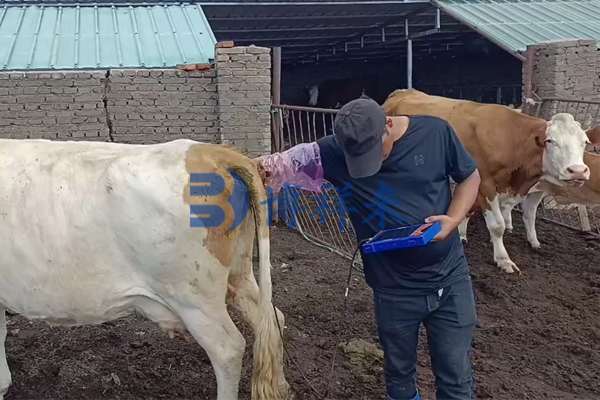博祥来技术团队走进养殖一线,助力精准对牛妊娠检测
