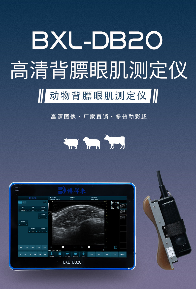 兽用B超机BXL-DB20测安格斯牛背膘眼肌面积和肌内脂肪