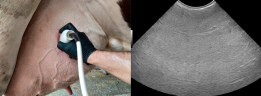 如何使用牛用B超机进行奶牛乳房检查?