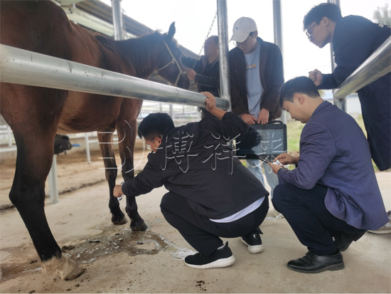 马用B超机检测马韧带断裂的方法