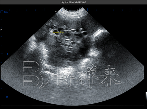 猪用B超机测母猪卵泡大小B超图像