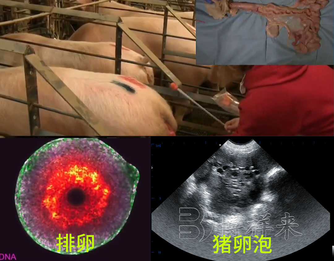 猪用活体采卵仪是如何给母猪采卵的