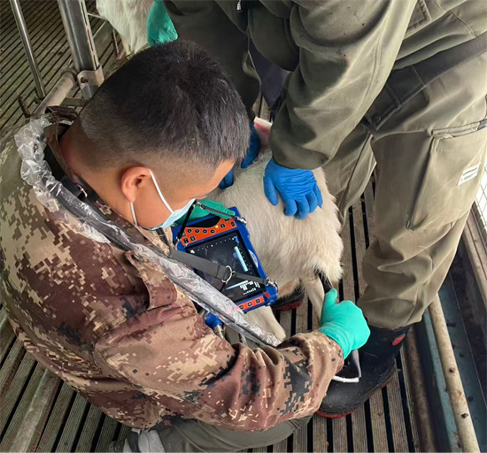 博祥来 BXL-V50 直肠测孕培训 | 咸阳羊场母羊妊娠检测案例