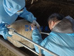 齐齐哈尔羊场使用直肠羊用B超机检测羊妊娠