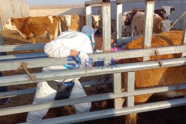 内蒙古牛场户外培训牛用B超使用方法